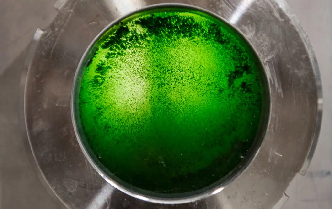 Microalgae